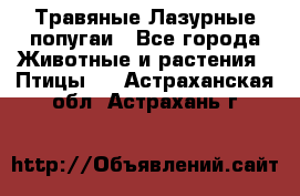 Травяные Лазурные попугаи - Все города Животные и растения » Птицы   . Астраханская обл.,Астрахань г.